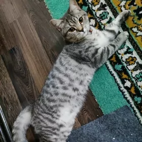 котёнок британец