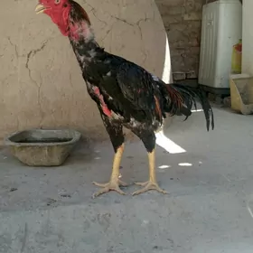 juja