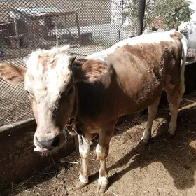 Tohum öküzçe