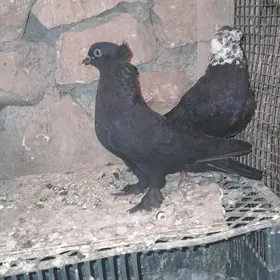 Kepderi