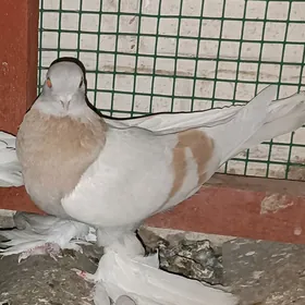 Kepderi
