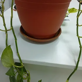 40 yylyk