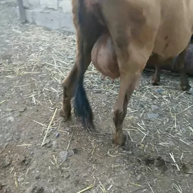goleli sygyr
