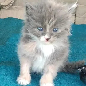 котята
