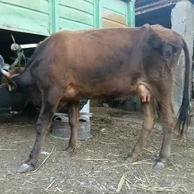 goleli sygyr
