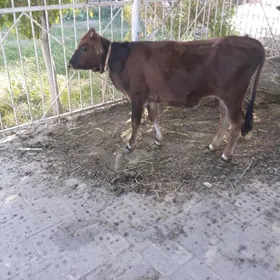 Göle