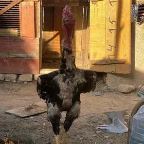 horaz