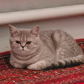 Чистокровный шотландский котят