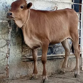 Tohum Tuweler 2-sany