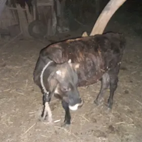 ökizçe