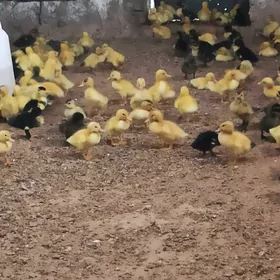 Ördek gak gak jüje
