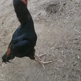 horaz