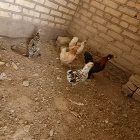 karlik