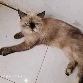 породистая кошка