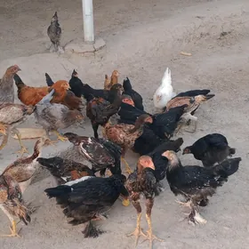 brama balgar 5aylyk