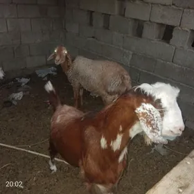 Goýunlar