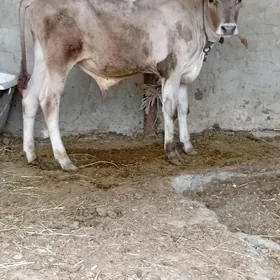 siwes ökuz