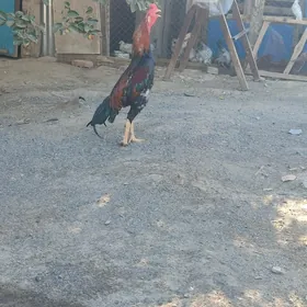 tasgent horaz