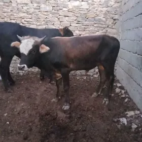 öküz