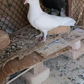 Kepderi
