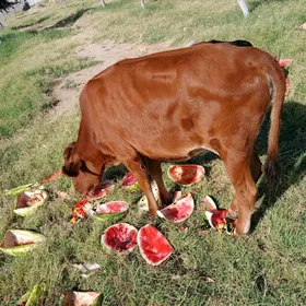 Göle