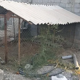 Towuk ketek
