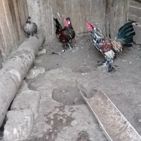 karlik horaz