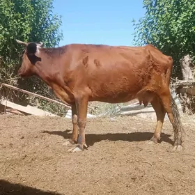Gysyr Sygyr