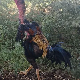 horaz baysow