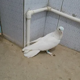kepderi
