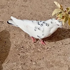 Kepderi