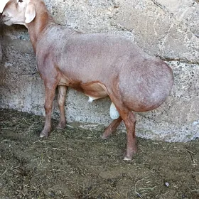 Goç