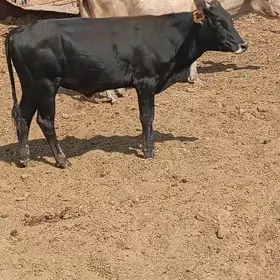 öküz