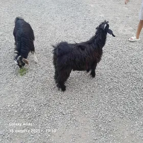 Çebış