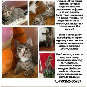 котенок
