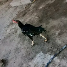 HorazHorazHoraz