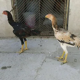 Baysok