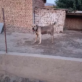 Baron