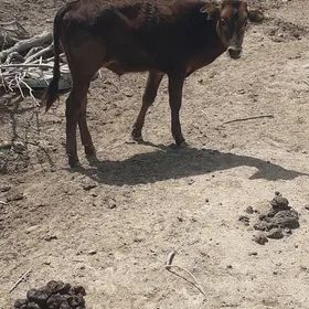 gole(tana)