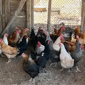 towuklar ýaş