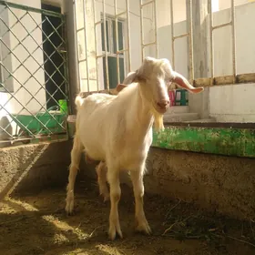 Ak kelek teke