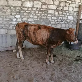 gaçar