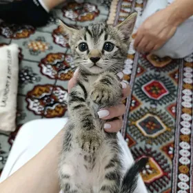 pişik