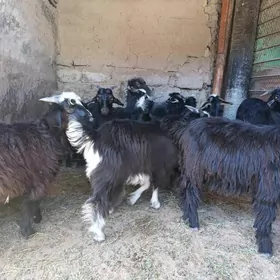 ÇEBİŞ