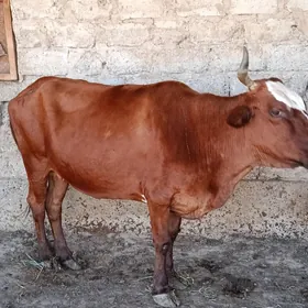 Gysyr sygyr
