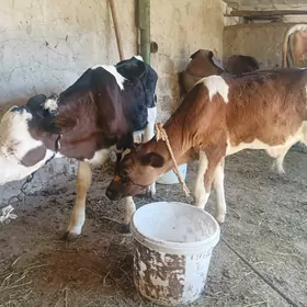 okuzçe