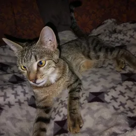 кошка