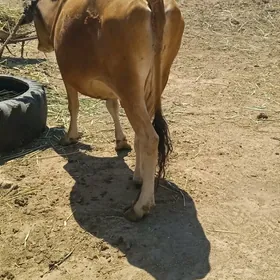sygyr