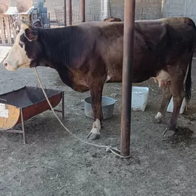 Göleli.sygyr.