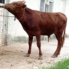 Öküz